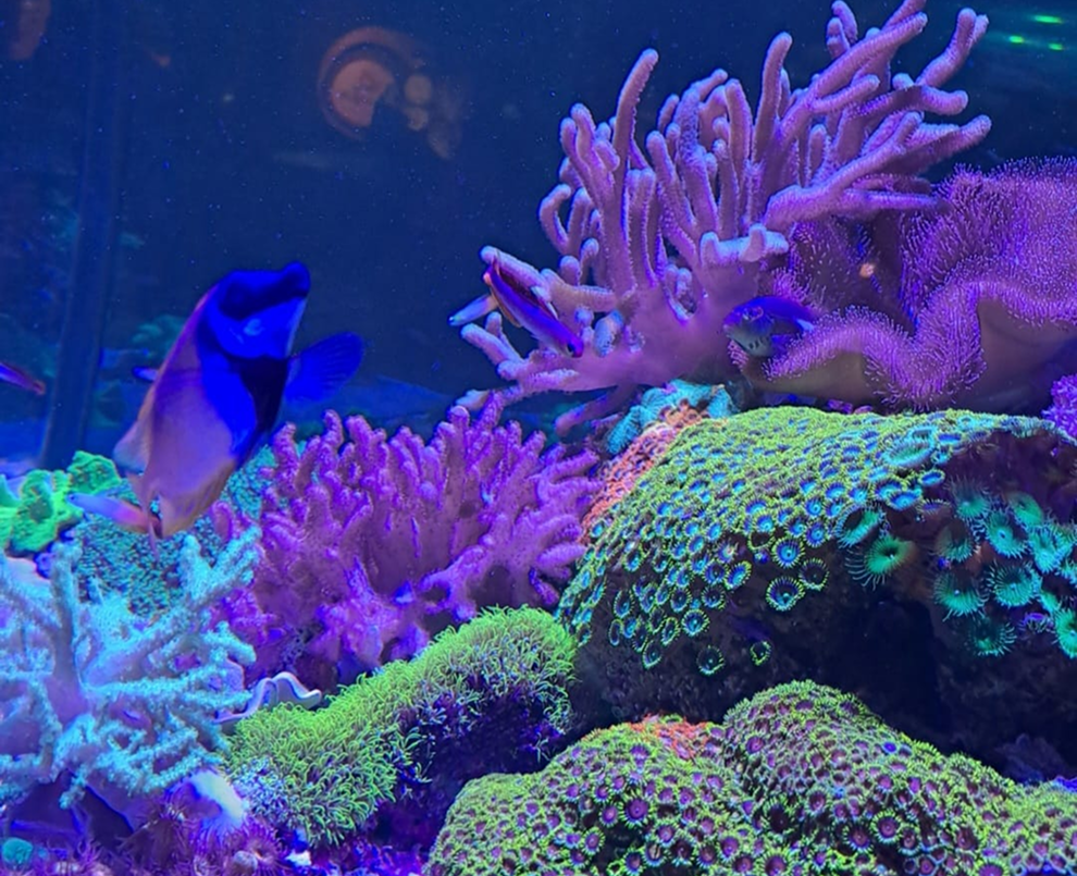 WhatsApp Image 2025-08-12 at 17.52.31